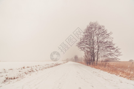冬天孤单的树在路边图片