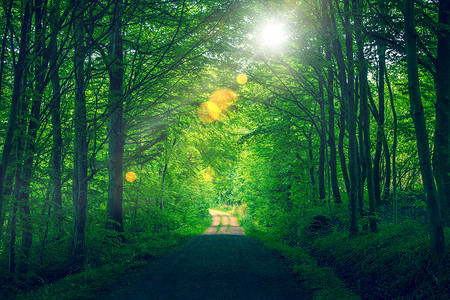 森林阳光带bokeh背景图片