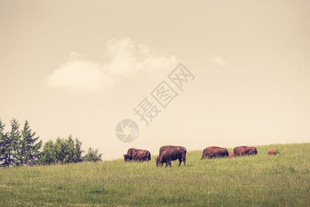 水牛群聚集在绿草地上高清图片