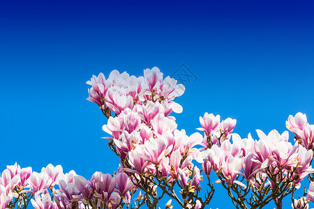 春天的粉红树花植物学太阳植物天空花蕾树叶枝条水果樱花植物群背景图片