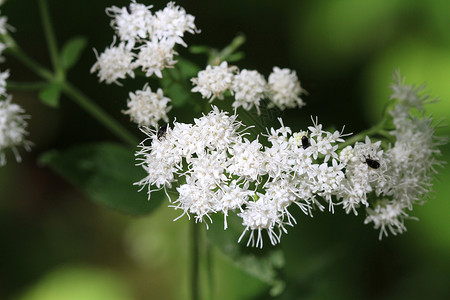 白蛇根花植物群白色羽毛花瓣蛇根植物学杂草背景