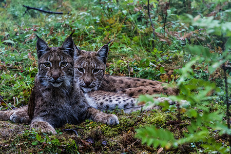 Lynx 林克野生动物山猫动物高清图片