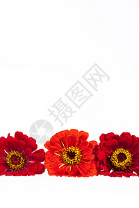 白色背景 文字位置的红色辛尼亚红色鲜花背景图片