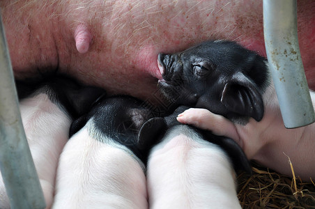 猪在哺乳护士孩子们小猪动物猪肉生活品种鼻子本猪母猪背景图片