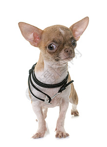 短毛吉娃娃演播室里的小小狗吉娃娃衣领棕色宠物工作室动物背景