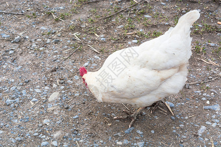在农场上自由跑鸡畜牧业品种动物雌性农业哺乳动物免费鸡冠眼睛家鸡背景图片