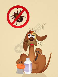 有滴答的狗梳子昆虫寄生虫流浪疾病混蛋洗发水插图宠物小狗背景图片
