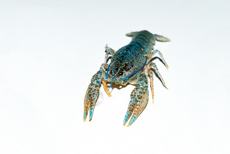 白底的活龙虾被隔离海鲜食物美食淡水贝类熟食天线动物营养生活背景图片
