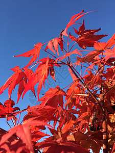 秋季树叶晴天叶子蓝色背景图片