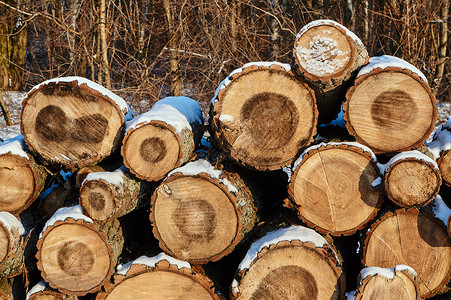 冬天在森林里砍伐一堆木柴森林桦木年轮植物树干背景图片