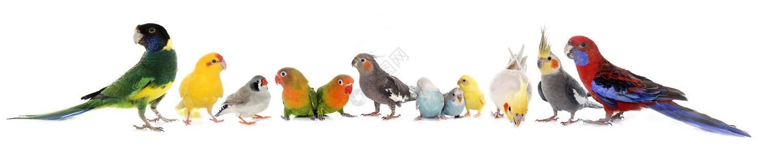 鸟类群红色爱情动物灰色蓝色鹦鹉团体虎皮工作室男性高清图片