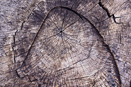 旧木木树立木横截段表面纹理背景图片