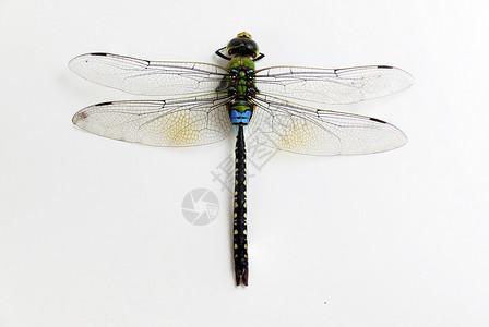 蜻蜓白色苍蝇绿色和黑色动物蜻蜓黄色宏观白色翅膀蓝色昆虫背景