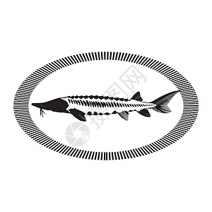 鲟鱼子酱提取物鱼子酱概念设计质量鳟鱼早餐贴纸插图海洋美食食物餐厅打印插画