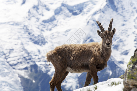 鹿角帽法国阿尔卑斯山的羊角山羊麂皮角质鹿角娱乐荒野岩石爬坡高山哺乳动物背景