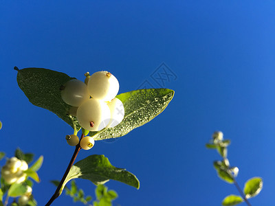 白莓蓝天天空树叶浆果蓝色背景图片