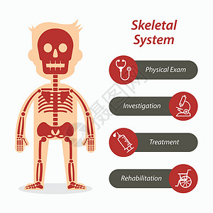 整骨师骨骼系统和医疗线图标设计图片