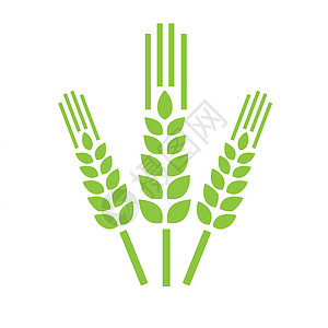 大麦嫩苗配小麦的农场概念设计食物面粉面包玉米生态谷物啤酒生物插图小穗插画
