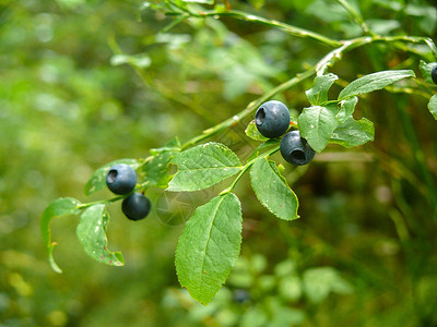一个成熟的野莓 蓝莓 在夏天的闭幕式背景图片
