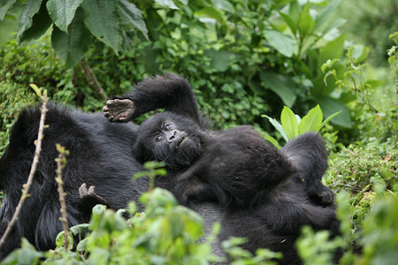 黑色的大猩猩非洲热带森林 卢旺达非洲热带森林野大猩猩动物力量头发哺乳动物林地动物野生动物生活荒野灵长类大猩猩背景