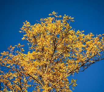 黄光植被色彩树叶背景图片