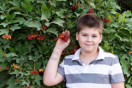 少年男孩关于灌木生子浆果植物荚蒾公园青少年红色孩子眼镜花园背景图片