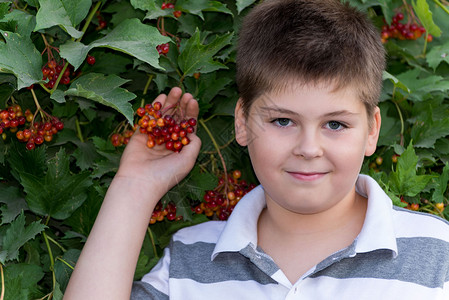 少年男孩关于灌木生子孩子红色眼镜青少年公园荚蒾植物浆果花园背景图片