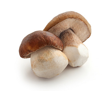 孤立的白蘑菇收成食物生产蔬菜背景图片