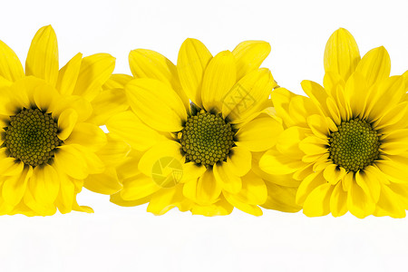 白色背景上孤立的黄色马格莱特花朵花瓣反射黑色植物群植物草地菊科牛眼背景图片
