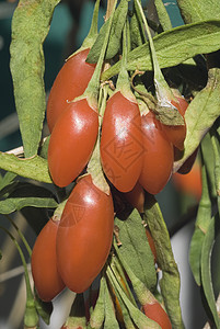 Goji 浆果 (巴伦)背景