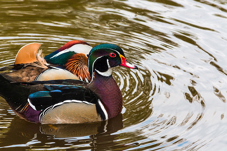 池塘上的普通话鸭浮皮翅膀燕麦护城河鸳鸯程序夫妻绿色屏幕水禽背景
