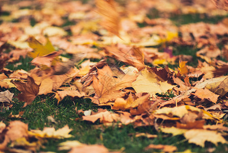 黄秋秋 绿草上叶子的青草 模糊的风背景森林日落车道公园树叶衬套金子橙子植物季节背景图片