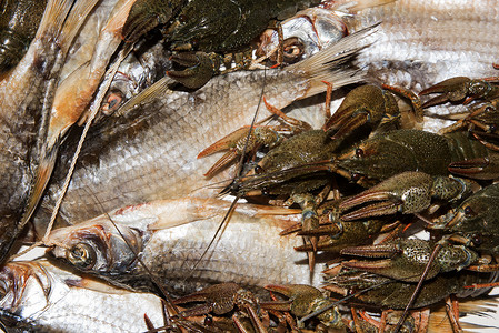 白底干鱼和活龙虾小龙虾钓鱼白色甲壳生活小吃美食贝类尾巴营养背景图片