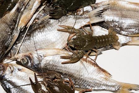 白底干鱼和活龙虾美食白色钓鱼小龙虾海鲜小吃动物尾巴红色生活背景图片