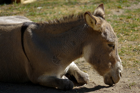 躺地上的马躺在地上懒惰的灰色驴子配种濒危毛皮动物园孤独场景野生动物哺乳动物国家咀嚼背景