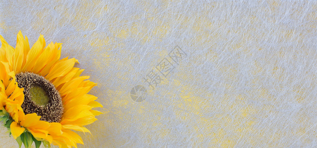 向日向黄色灰色挫败电影闪光织物材料向日葵背景图片