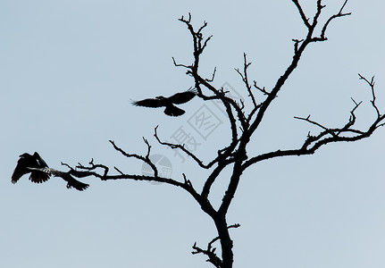 乌鸦反光野生动物柯比湾高清图片