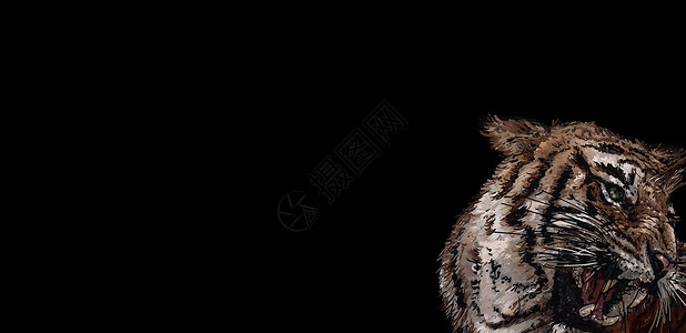 老虎的咆哮 图片插图力量漫画狮子猫科动物背景图片