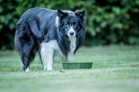 黑白边疆Collie主演宠物边界忠诚食物造型笑脸朋友们背景图片