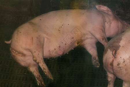 农场里猪在养猪场背景图片