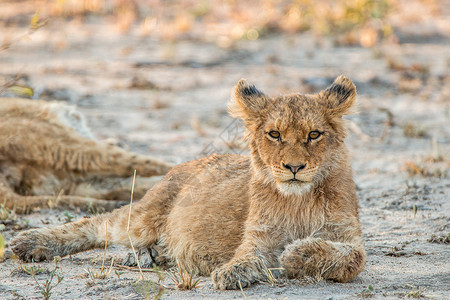狮子幼崽躺在沙子上做主背景图片