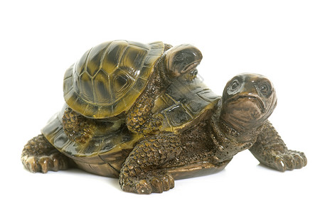工作室中的陶瓷海龟背景图片