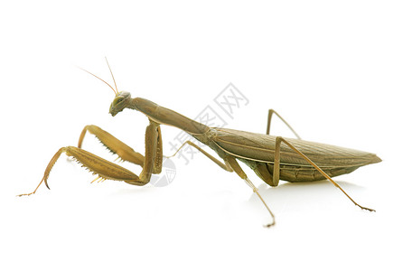 演播室中的欧洲白蚁螳螂动物野生动物棕色工作室昆虫背景图片