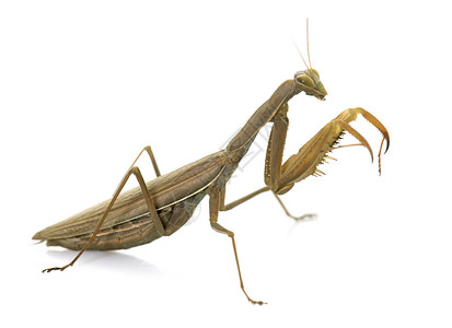 演播室中的欧洲白蚁棕色动物野生动物昆虫螳螂工作室高清图片