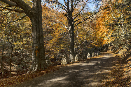 森林的秋天叶子鲜花树木广场光射线街道灌木丛背景图片