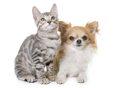 白银小猫和吉娃娃灰色动物宠物工作室朋友们小狗背景图片