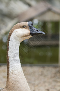 自然背景上的白鹅头的图像生物羽毛吉祥物脖子农场野生动物水禽男性脊椎动物动物背景图片