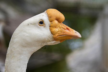 自然背景上的白鹅头的图像鸭子水禽家畜动物农场荒野家禽野生动物脖子场地背景图片