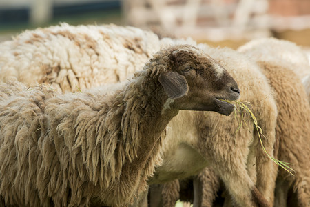 农场里棕羊吃草的画面家畜哺乳动物标签农村农田场地羊肉干草旅行动物园背景图片