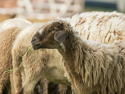 农场里棕羊吃草的画面标签农田哺乳动物草地反刍动物羊毛羊肉牧场干草场地背景图片